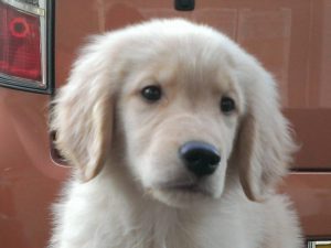 ゴールデンレトリーバー子犬販売、男の子（牡,雄,オス,Male）、ゴールド、2016年11月14日産まれ、北海道ブリーダー、ID10653