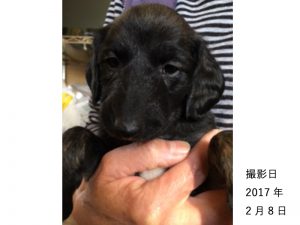 アフガンハウンド子犬販売情報、女の子（牝,雌,メス,Female）、ブリンドル、2017年1月7日産まれ、茨城県ブリーダー、ID10637