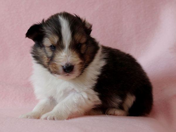 シェットランドシープドッグ（シェルティー、シェルティ）子犬販売、セーブル（セーブル＆ホワイト）、男の子（牡,雄,オス,Male）、2017年2月4日産まれ、神奈川県ブリーダー、ID10686