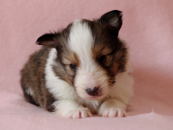 シェットランドシープドッグ（シェルティー、シェルティ）子犬販売、セーブル（セーブル＆ホワイト）、男の子（牡,雄,オス,Male）、2017年2月4日産まれ、神奈川県ブリーダー、ID10687