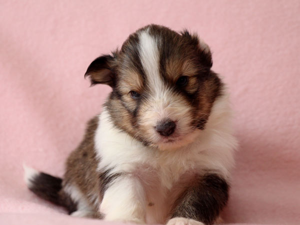 シェットランドシープドッグ（シェルティー、シェルティ）子犬販売、セーブル（セーブル＆ホワイト）、女の子（牝,雌,メス,Female）、2017年2月4日産まれ、神奈川県ブリーダー、ID10688
