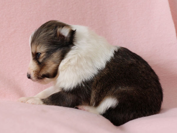 シェットランドシープドッグ（シェルティー、シェルティ）子犬販売、セーブル（セーブル＆ホワイト）、女の子（牝,雌,メス,Female）、2017年2月4日産まれ、神奈川県ブリーダー、ID10688