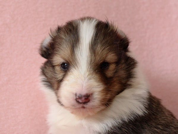 シェットランドシープドッグ（シェルティー、シェルティ）子犬販売、セーブル（セーブル＆ホワイト）、女の子（牝,雌,メス,Female）、2017年2月4日産まれ、神奈川県ブリーダー、ID10689