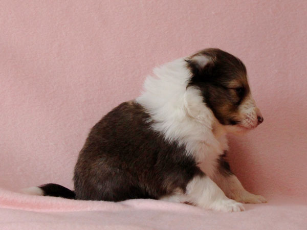 シェットランドシープドッグ（シェルティー、シェルティ）子犬販売、セーブル（セーブル＆ホワイト）、女の子（牝,雌,メス,Female）、2017年2月4日産まれ、神奈川県ブリーダー、ID10689