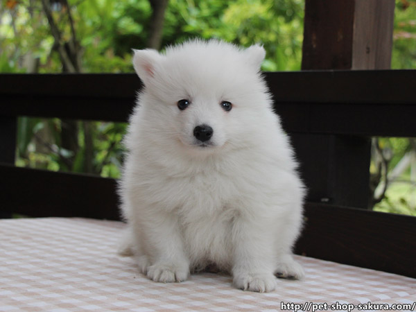 日本スピッツ子犬販売、純白、男の子（オス）、2017年03月11日産まれ、神奈川県ブリーダー、ID10810