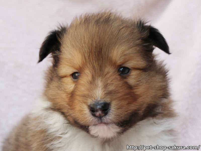 シェットランドシープドッグ（シェルティー）子犬販売、セーブル、男の子（オス）、2017年04月03日産まれ、神奈川県ブリーダー、ID10830