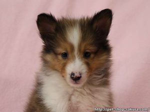 シェットランドシープドッグ（シェルティー）子犬販売、セーブル、半カラー、ブレーズ有り、男の子（オス）、2017年05月11日産まれ、神奈川県ブリーダー、ID10957（お顔）