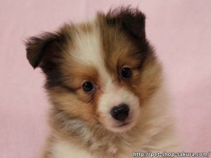 シェットランドシープドッグ（シェルティー）子犬販売、セーブル、フルカラー、ブレーズ有り、女の子（メス）、2017年05月11日産まれ、神奈川県ブリーダー、ID10959（お顔）