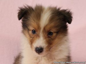 シェットランドシープドッグ（シェルティー）子犬販売、セーブル、フルカラー、ブレーズ有り、女の子（メス）、2017年05月11日産まれ、神奈川県ブリーダー、ID10960（お顔）