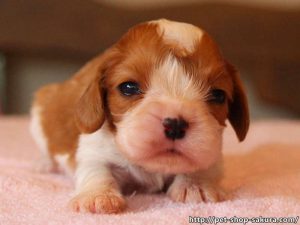 キャバリア子犬販売、女の子（メス）、ブレインハイム、2017年04月18日産まれ、神奈川県ブリーダー、ID10845