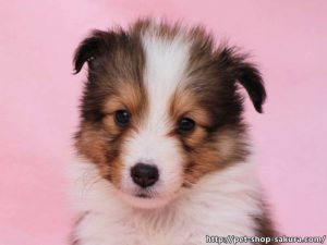 シェットランドシープドッグ（シェルティー）子犬販売、セーブル（セーブル＆ホワイト）、女の子（メス）、2017年03月31日産まれ、神奈川県ブリーダー、ID10873