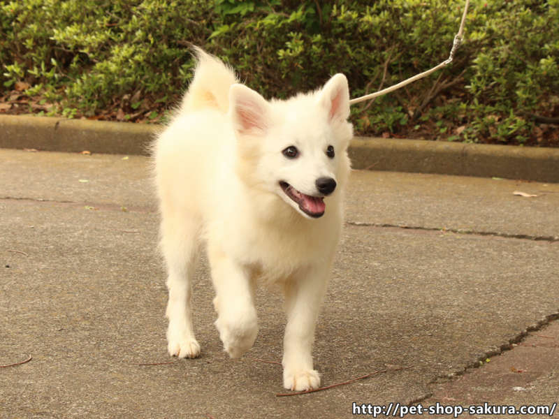 日本スピッツ子犬販売、白毛（ホワイト）、男の子（オス）、2017年01月18日産まれ、神奈川県ブリーダー、ID10882