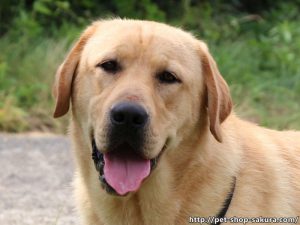 ラブラドールレトリーバー子犬販売、男の子（牡、Male）、イエロー、2016年09月22日産まれ、茨城県ブリーダー、お顔、ID10990