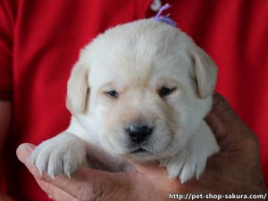 ラブラドールレトリーバー子犬販売、イエロー、女の子（牝、Female）、2017年06月09日産まれ、茨城県ブリーダー、お顔、ID10986