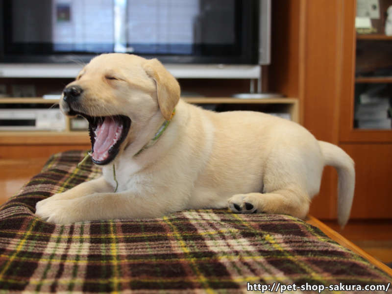 あくびをするラブラドールレトリバーの子犬