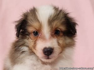 シェルティー子犬販売、男の子（オス）、セーブル＆ホワイト、2017年06月24日産まれ、神奈川県ブリーダー、ID11037