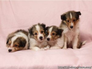 シェルティー子犬販売、男の子（オス）、女の子（メス）、セーブル＆ホワイト、2017年06月24日産まれ、神奈川県ブリーダー、兄弟姉妹全員集合、ID11037、ID11038、ID11039、ID11040