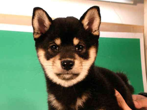 柴犬子犬販売、黒毛（黒柴）、女の子（メス）、2012年10月24日産まれ、千葉県ブリーダー、ID20121024-001