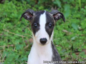 ウィペット子犬販売情報、女の子（メス）、ホワイト&ブリンドル、2017年08月30日産まれ、千葉県ブリーダー、ID11275