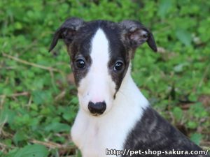 ウィペット子犬販売情報、男の子（オス）、ホワイト&ブリンドル、2017年08月30日産まれ、千葉県ブリーダー、ID11276