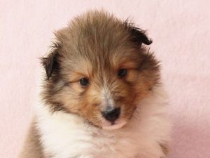 シェットランドシープドッグ（シェルティー）子犬販売情報、お顔、ID11417