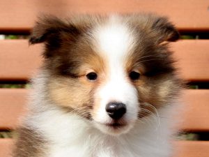 シェットランドシープドッグ（シェルティー）子犬販売情報、お顔、ID11428