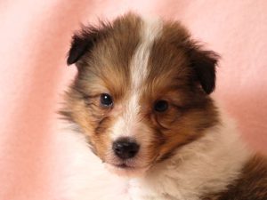 シェットランドシープドッグ（シェルティー）子犬販売情報、お顔、ID11485