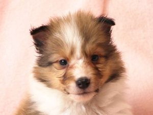 シェットランドシープドッグ（シェルティー）子犬販売情報、お顔、ID11486