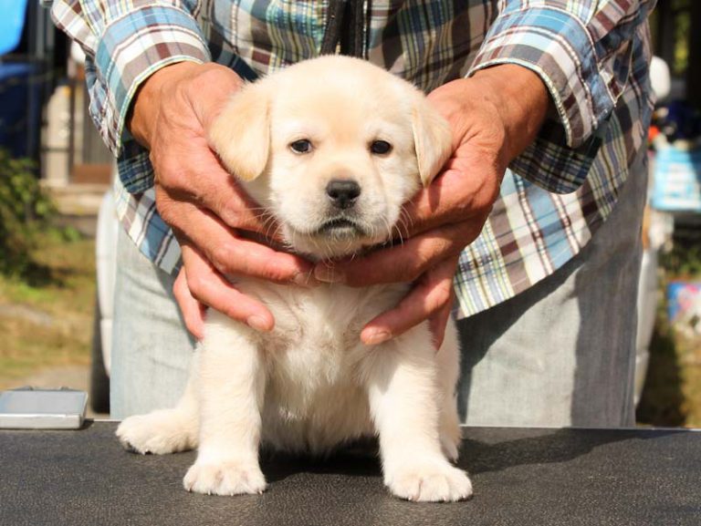 ラブラドールレトリーバー子犬販売情報、ID11791 ブリーダーの子犬販売専門店【ペットショップさくら】
