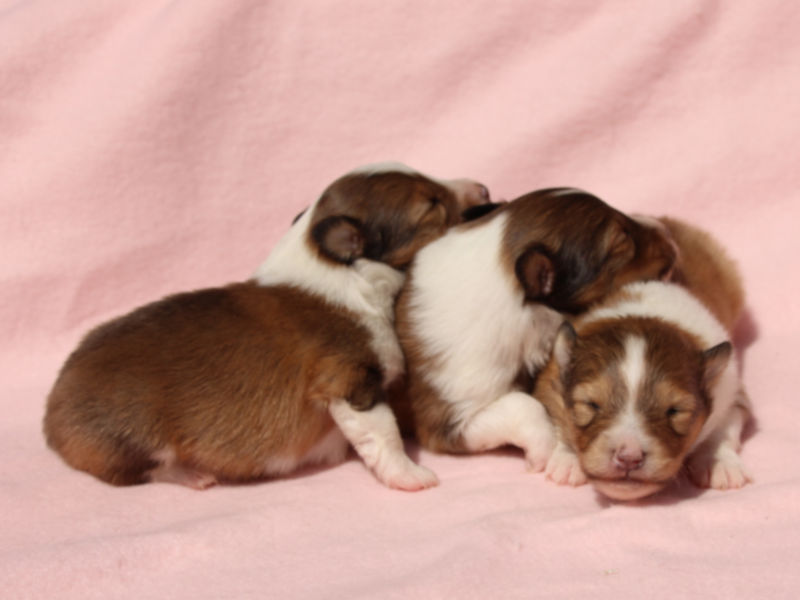 シェットランドシープドッグ（シェルティー）子犬販売、男の子、兄弟全員集合！おやすみなさい。、ID11978、ID11979、ID11980