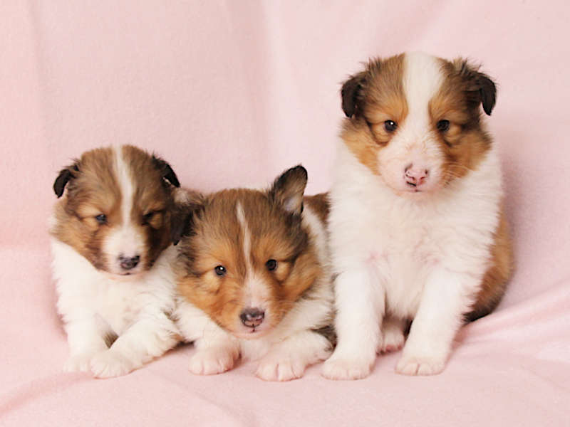 シェットランドシープドッグ（シェルティー）子犬販売、兄弟全員集合、ID11972、ID11973、ID11974