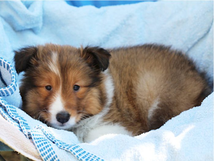 シェットランドシープドッグ（シェルティー）子犬販売情報、ID12010 ブリーダーの子犬販売専門店【ペット