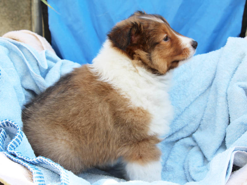シェットランドシープドッグ（シェルティー）子犬販売、女の子、2019年4月1日産まれ、神奈川県ブリーダー、ID12010