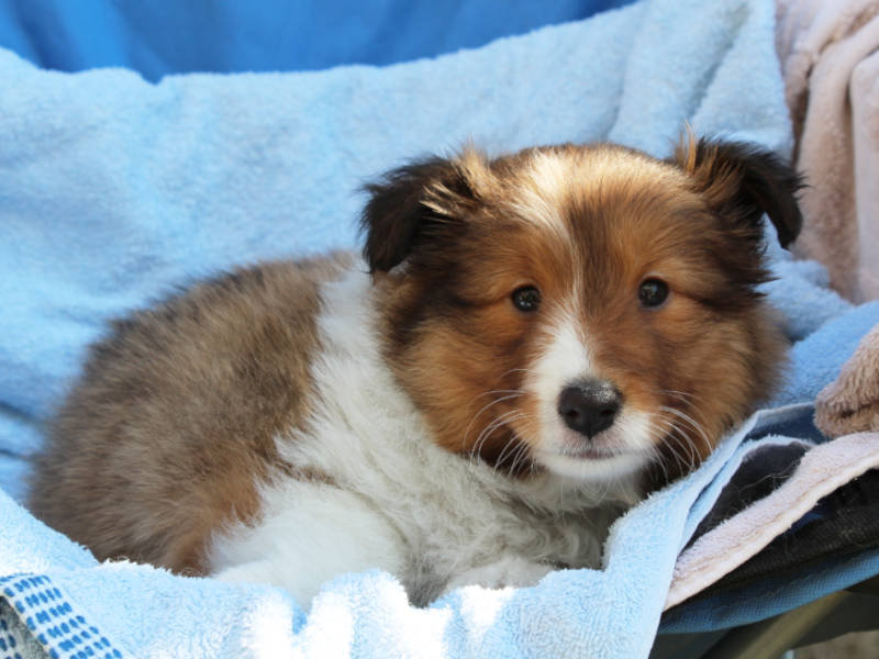 シェットランドシープドッグ（シェルティー）子犬販売、女の子、2019年4月1日産まれ、神奈川県ブリーダー、ID12010