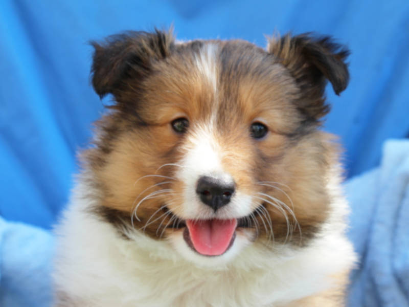 シェットランドシープドッグ（シェルティー）子犬販売情報、ID12010 ブリーダーの子犬販売専門店【ペット