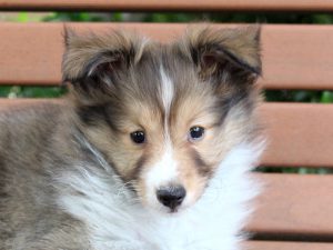 シェットランドシープドッグ（シェルティー）子犬販売、女の子、2019年4月3日産まれ、東京都ブリーダー、ID12013