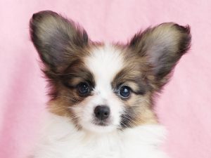 パピヨン子犬、女の子、2019年8月29日生まれ、埼玉県、ブリーダー、ID11671