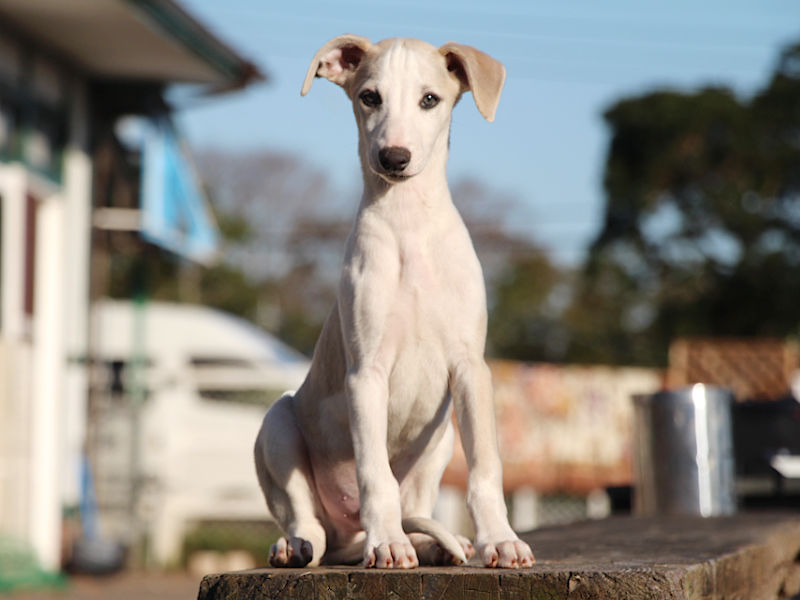 ウィペット子犬販売、男の子（牡、Male）、ホワイト＆ホーン、2019年9月11日産まれ、千葉県ブリーダー、おすわり、ID11707