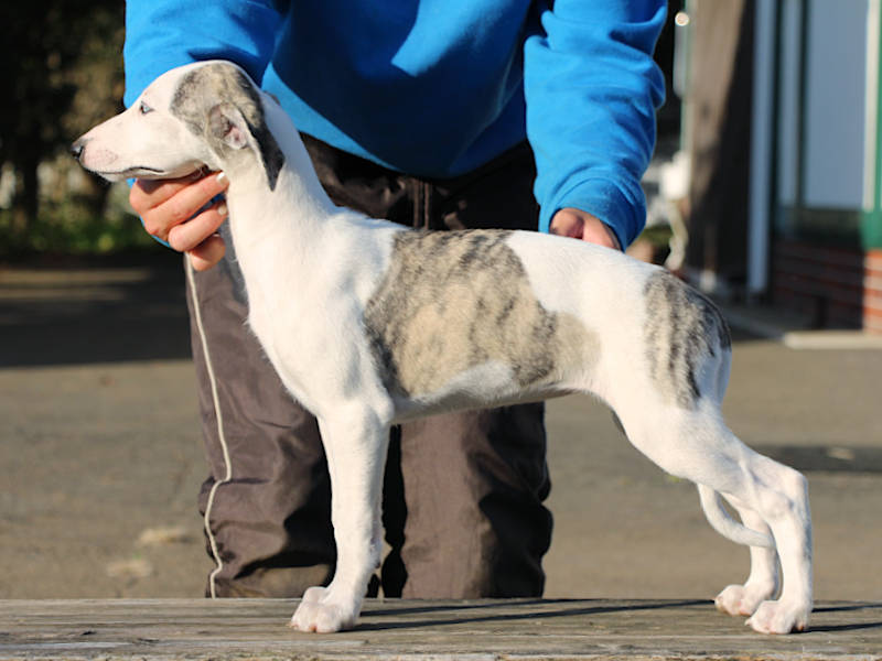 ウィペット子犬販売、女の子（牝、Female）、ホワイト＆ブリンドル、2019年9月11日産まれ、千葉県ブリーダー、立ち姿、ID11710
