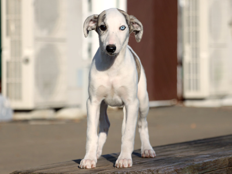 ウィペット子犬販売、女の子（牝、Female）、ホワイト＆ブリンドル、2019年9月11日産まれ、千葉県ブリーダー、正面、立ち姿、ID11710