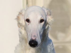 ボルゾイ子犬、女の子、2019年05月26日生まれ、ホワイト、千葉県ブリーダー、お顔、ID11703
