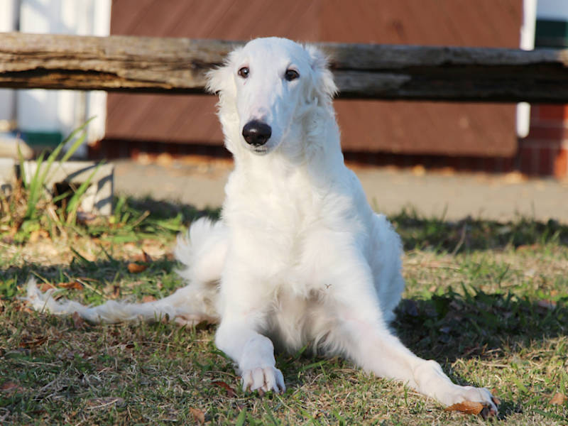 ボルゾイ子犬、女の子、2019年05月26日生まれ、ホワイト、千葉県ブリーダー、フセ、ID11703