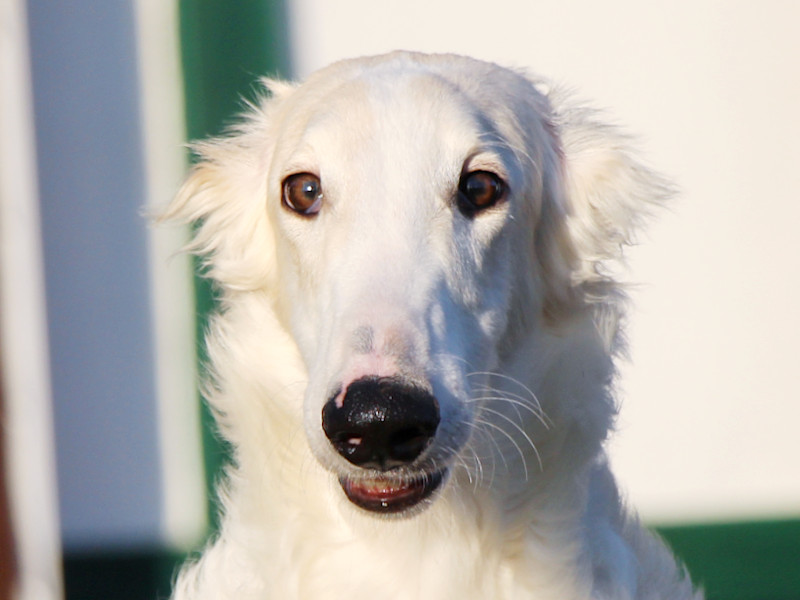 ボルゾイ子犬、男の子、2019年05月26日生まれ、ホワイト＆クリーム、千葉県ブリーダー、お顔、ID11704
