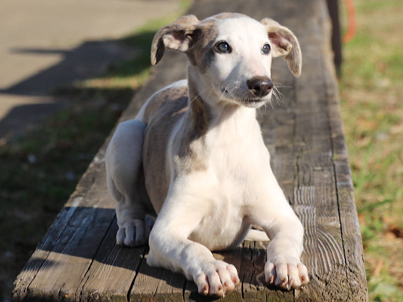 ウィペット子犬販売、男の子（牡、Male）、ホワイト＆ブリンドル、2019年9月11日産まれ、千葉県ブリーダー、フセ、ID11705