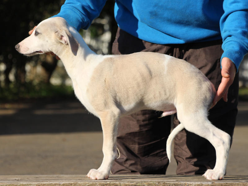 ウィペット子犬販売、男の子（牡、Male）、ホワイト＆ホーン、2019年9月11日産まれ、千葉県ブリーダー、立ち姿、ID11707