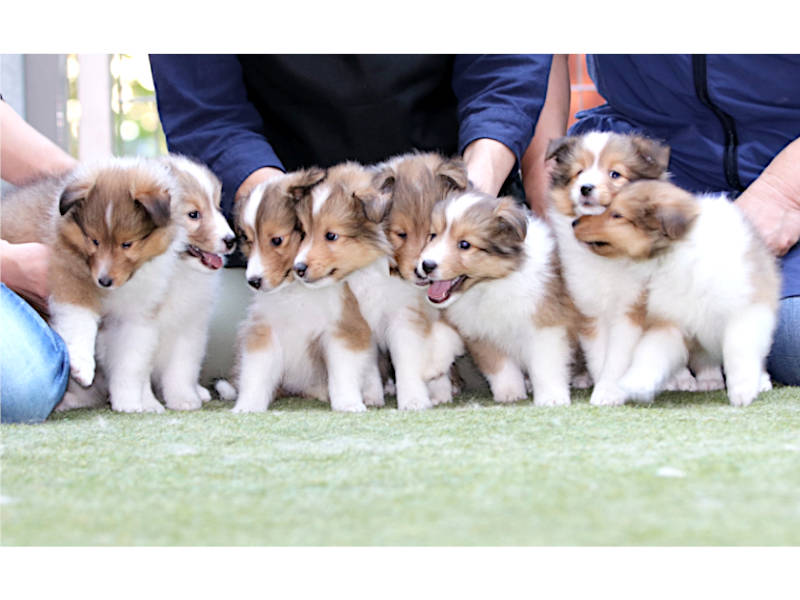 シェットランドシープドッグ(シェルティー)子犬販売、男の子、2020年06月13日産まれ、神奈川県ブリーダー、ID11884
