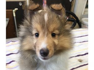 シェットランドシープドッグ（シェルティー）子犬販売、男の子、2020年06月13日産まれ、神奈川県ブリーダー、ID11884