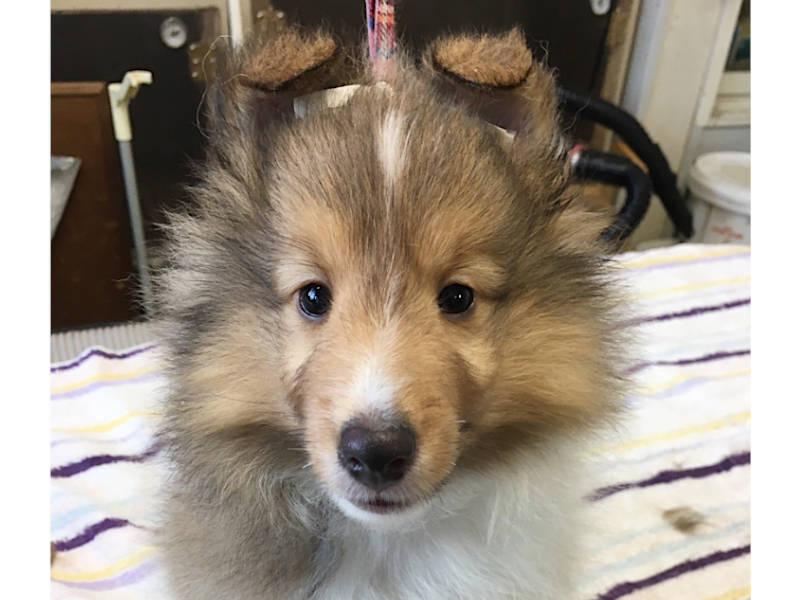 シェットランドシープドッグ(シェルティー)子犬販売、男の子、2020年06月13日産まれ、神奈川県ブリーダー、ID11884