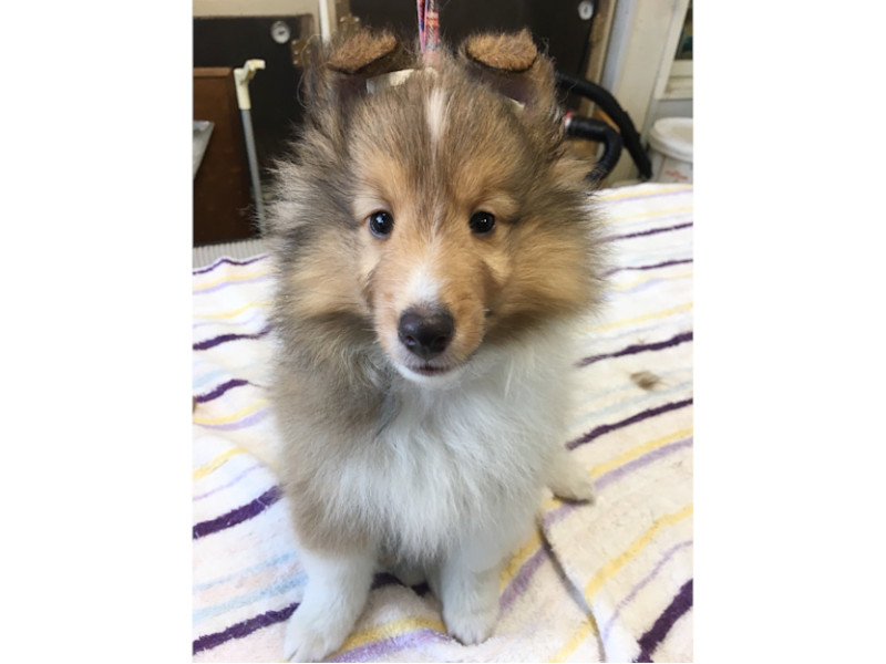 シェットランドシープドッグ(シェルティー)子犬販売、男の子、2020年06月13日産まれ、神奈川県ブリーダー、ID11884