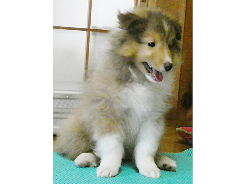 シェットランドシープドッグ(シェルティー)子犬販売、男の子、2020年06月13日産まれ、神奈川県ブリーダー、ID11884